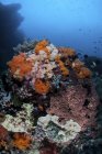 Барвисті корали, що ростуть на рифі — стокове фото