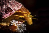 Profile of sea snail in Monterey — Stock Photo