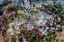 Pez león nadando sobre arrecifes coloridos - foto de stock