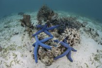 Estrella de mar azul y corales sobre fondo de mar arenoso - foto de stock