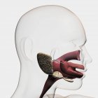 Медицинская иллюстрация пищеварительной системы человека, включая слюнные железы, пищевод и полость рта — стоковое фото