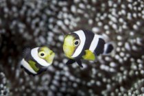 Par de jóvenes ensillados anemonefish - foto de stock