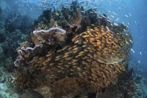 Golden sweepers swimming near coral reef — Stock Photo