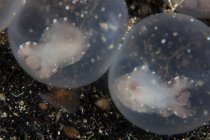 Цветущие эмбрионы каракатицы в яйцах — стоковое фото