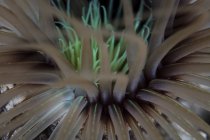Щупальца анемона трубки — стоковое фото