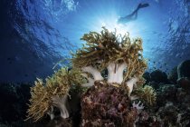Снорклер плаває над кораловим рифом — стокове фото