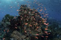 Coloridos peces nadando por encima del arrecife - foto de stock