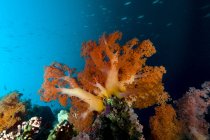 Мягкая коралловая сцена в Себу — стоковое фото