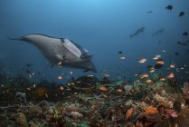 Гигантский океанический манта-луч — стоковое фото