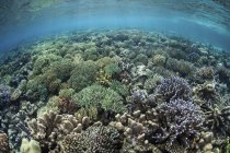 Разнообразные кораллы в Раджа-Ампат — стоковое фото