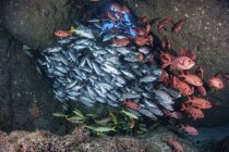 Escolaridade de peixes em caverna perto de Cocos Island, Costa Rica — Fotografia de Stock