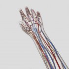 Medical illustration of arteries, veins and lymphatic system in human hand and arm — Stock Photo