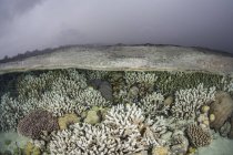 Кораловий риф, що росте в мілководді — стокове фото