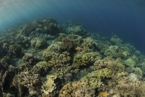 Поле мягких кораллов на подводном склоне — стоковое фото