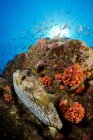 Рыба-фугу возле кораллового рифа — стоковое фото