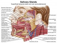 Anatomia delle ghiandole salivari umane con etichette — Foto stock