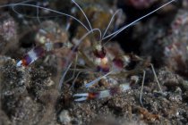 Banded coral shrimp on seafloor — стоковое фото