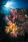 Мягкие кораллы и солнечные лучи в Раджа Ампат — стоковое фото
