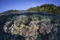 Coral reef growing in shallow water — Stock Photo