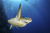 Green sea turtle swimming by reef — Stock Photo