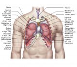 Медицинская иллюстрация анатомии легких человека с этикетками — стоковое фото