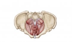 Ilustración médica del diafragma pélvico femenino - foto de stock