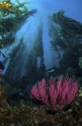 Gorgonian and straight kelp — Stock Photo