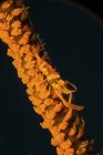 Orange sea whip shrimp on coral, Lembeh Strait, North Sulawesi, Indonesia — Stock Photo
