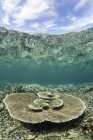 Large table coral on reef — Stock Photo