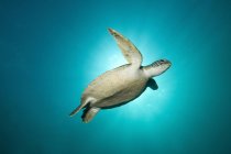 Зелена черепаха плаває з сонячним спалахом позаду — стокове фото