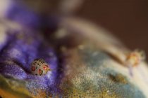 Coccinella anfipode primo piano colpo — Foto stock