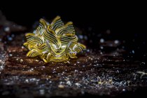 Black-lined sapsucking slug — Stock Photo