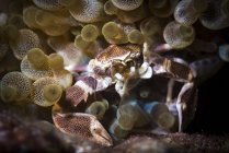 Granchio di porcellana in anemone — Foto stock