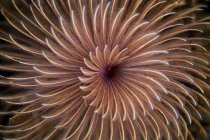 Tentacoli a spirale di verme piuma spolverata — Foto stock