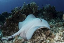Roughtail stingray swimming over seafloor — стоковое фото