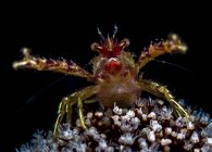 Galathea squat lobster with eggs — Stock Photo