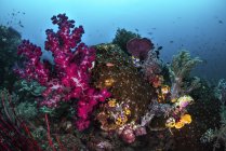 Corales blandos y duros en el arrecife - foto de stock
