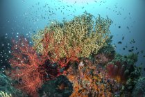 Recifes de coral com peixes e fãs do mar — Fotografia de Stock