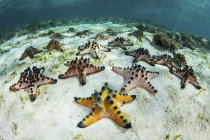 Colorful chocolate chip starfish on seafloor — Stock Photo