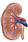 Перетин внутрішньої анатомії нирки — стокове фото