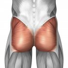 Vista de perto dos músculos glúteos humanos — Fotografia de Stock