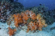 Кардиналы плавают над мягкими кораллами — стоковое фото