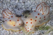 Ceylon nudibranchs mating on sandy bottom — Stock Photo
