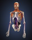 Parte superior del cuerpo humano con huesos, músculos y sistema circulatorio - foto de stock