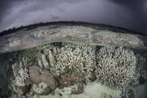 Korallenriff wächst in flachem Wasser — Stockfoto