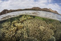 Zerbrechliche Korallen im flachen Wasser — Stockfoto