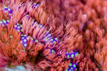 Разноцветный морской анемон — стоковое фото
