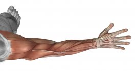 Anatomie musculaire du bras humain — Photo de stock