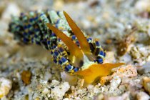 Cuthona nudibranch no fundo do mar — Fotografia de Stock