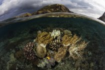 Corales que crecen en aguas poco profundas - foto de stock
